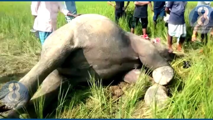ৰাজ্যত পুনৰ গজৰাজৰ মৃত্যু, বিষক্ৰিয়া হৈ বন্যহস্তীৰ মৃত্যু হোৱাৰ সন্দেহ…